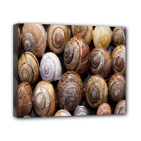 Snail Shells Pattern Arianta Arbustorum Canvas 10  X 8  (stretched) by artworkshop