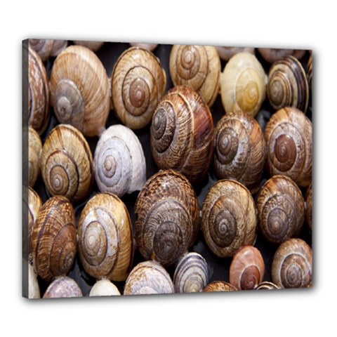 Snail Shells Pattern Arianta Arbustorum Canvas 24  X 20  (stretched) by artworkshop