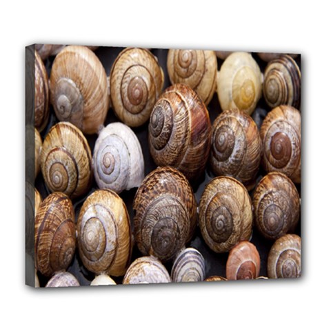 Snail Shells Pattern Arianta Arbustorum Deluxe Canvas 24  X 20  (stretched) by artworkshop