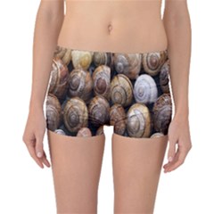 Snail Shells Pattern Arianta Arbustorum Boyleg Bikini Bottoms by artworkshop