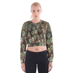 Bird-peacock Cropped Sweatshirt