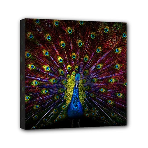 Beautiful Peacock Feather Mini Canvas 6  X 6  (stretched)