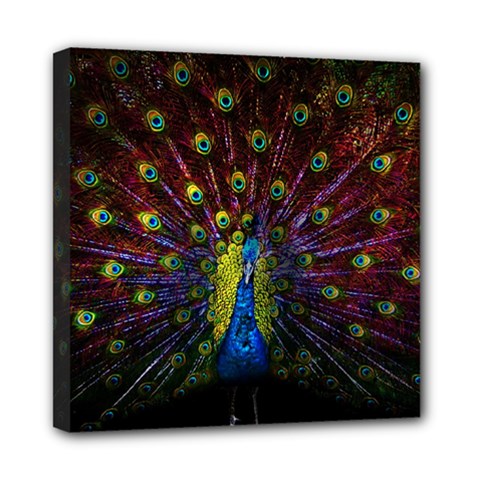 Beautiful Peacock Feather Mini Canvas 8  X 8  (stretched)