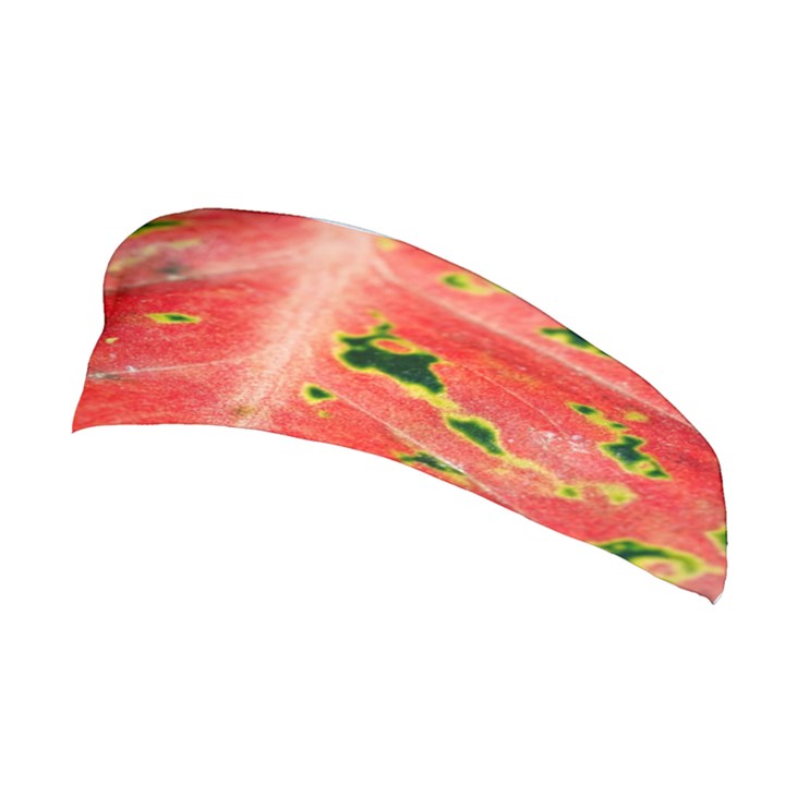 Aglonema Leaf Plant Pattern Flora Stretchable Headband