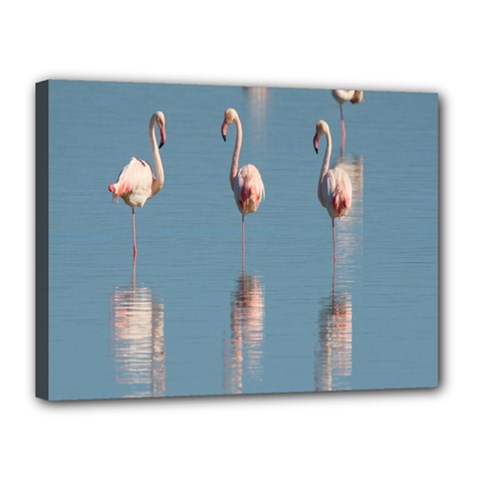 Flamingo Birds Plumage Sea Water Canvas 16  X 12  (stretched) by artworkshop