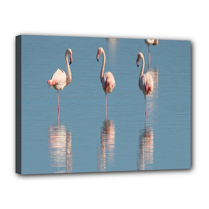 Flamingo Birds Plumage Sea Water Canvas 16  x 12  (Stretched)