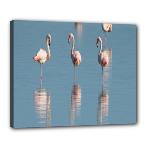 Flamingo Birds Plumage Sea Water Animal Exotic Canvas 20  X 16  (stretched) by artworkshop