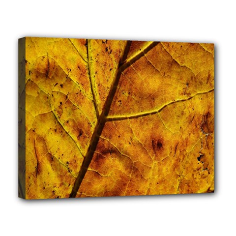 Leaf Leaf Veins Fall Canvas 14  X 11  (stretched) by artworkshop