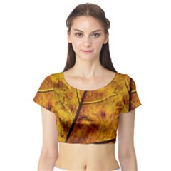 Leaf Leaf Veins Fall Short Sleeve Crop Top by artworkshop