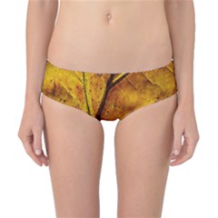 Leaf Leaf Veins Fall Classic Bikini Bottoms by artworkshop