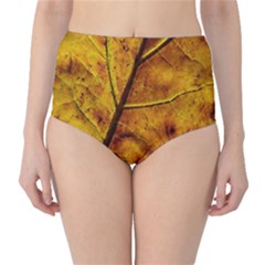 Leaf Leaf Veins Fall Classic High-waist Bikini Bottoms by artworkshop