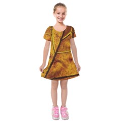 Leaf Leaf Veins Fall Kids  Short Sleeve Velvet Dress by artworkshop