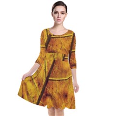 Leaf Leaf Veins Fall Quarter Sleeve Waist Band Dress by artworkshop