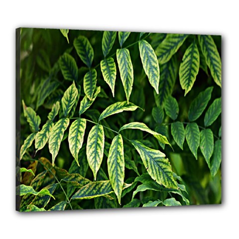 Leaves Foliage Twig Bush Plant Canvas 24  X 20  (stretched) by artworkshop