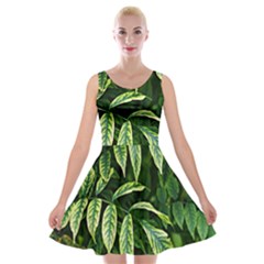 Leaves Foliage Twig Bush Plant Velvet Skater Dress by artworkshop