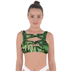 Leaves Foliage Twig Bush Plant Bandaged Up Bikini Top by artworkshop