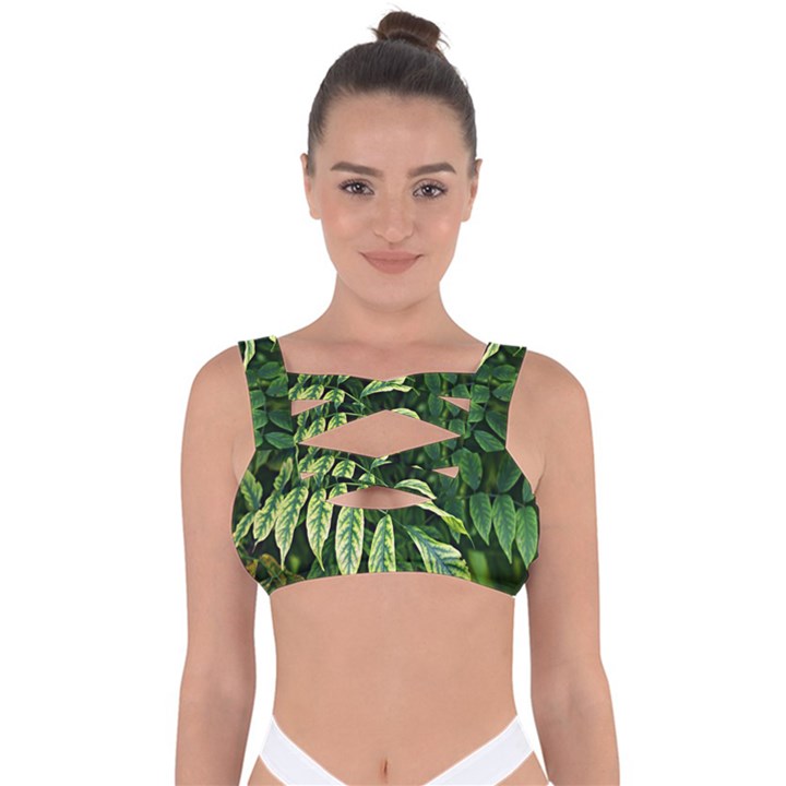 Leaves Foliage Twig Bush Plant Bandaged Up Bikini Top