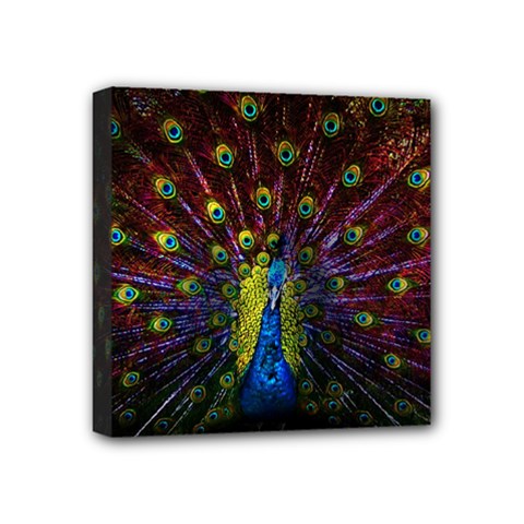 Beautiful Peacock Feather Mini Canvas 4  X 4  (stretched)