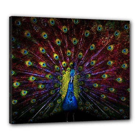 Beautiful Peacock Feather Canvas 24  X 20  (stretched)