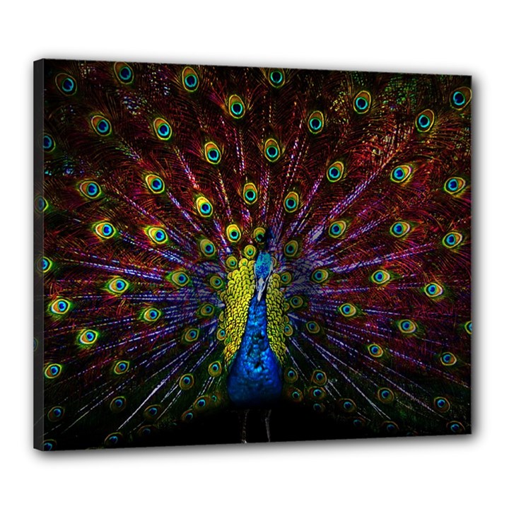 Beautiful Peacock Feather Canvas 24  x 20  (Stretched)