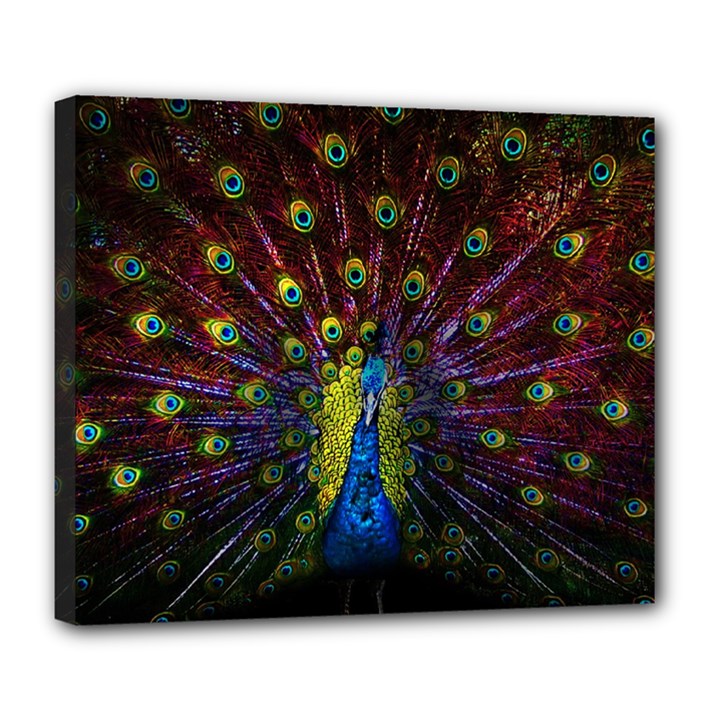 Beautiful Peacock Feather Deluxe Canvas 24  x 20  (Stretched)