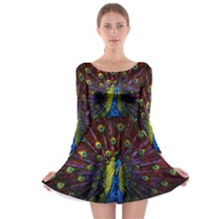 Beautiful Peacock Feather Long Sleeve Skater Dress