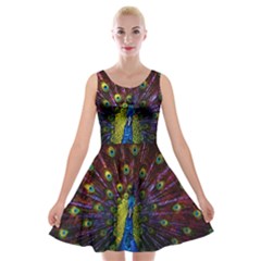 Beautiful Peacock Feather Velvet Skater Dress