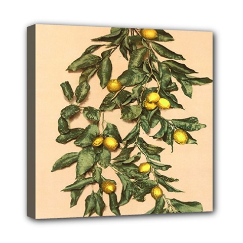 A Vintage Bunch Of Lemons Mini Canvas 8  X 8  (stretched) by ConteMonfrey