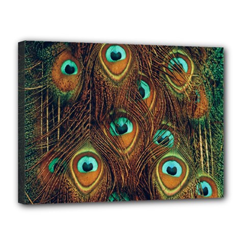 Peacock Feathers Canvas 16  x 12  (Stretched)