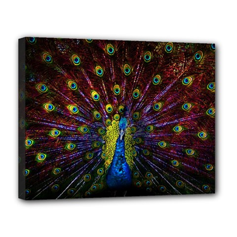 Beautiful Peacock Feather Canvas 14  X 11  (stretched)