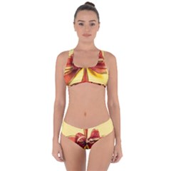 Ribbon Bow Criss Cross Bikini Set