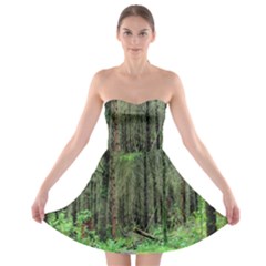 Forest Woods Nature Landscape Tree Strapless Bra Top Dress by Celenk