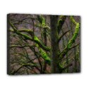 Tree Moss Forest Bark Wood Trunk Deluxe Canvas 20  x 16  (Stretched) View1