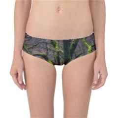 Tree Moss Forest Bark Wood Trunk Classic Bikini Bottoms by Wegoenart