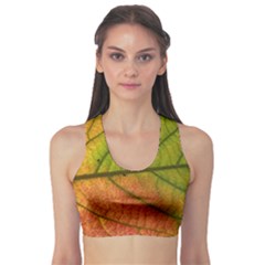 Leaf Autumn Fall Season Macro Sports Bra by Wegoenart