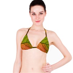 Leaf Autumn Fall Season Macro Bikini Top