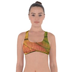 Leaf Autumn Fall Season Macro Got No Strings Sports Bra by Wegoenart