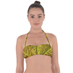 Leaf Structure Texture Background Halter Bandeau Bikini Top by Wegoenart