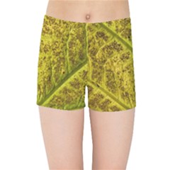 Leaf Structure Texture Background Kids  Sports Shorts by Wegoenart