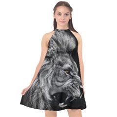 Roar Angry Male Lion Black Halter Neckline Chiffon Dress  by danenraven