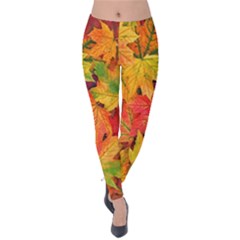 Autumn Background Maple Leaves Velvet Leggings by artworkshop