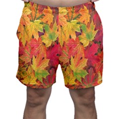 Autumn Background Maple Leaves Men s Shorts