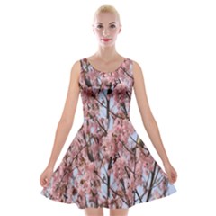 Japanese Sakura Background Velvet Skater Dress by artworkshop