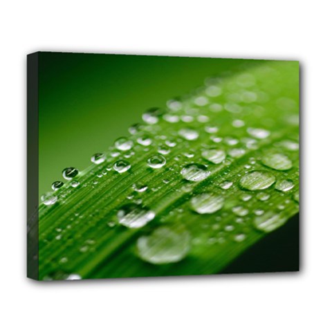 Green Water Leaf Deluxe Canvas 20  X 16  (stretched) by artworkshop