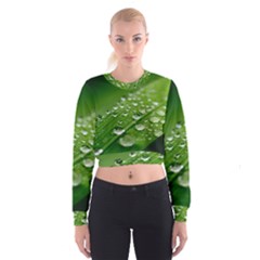 Green Water Leaf Cropped Sweatshirt by artworkshop