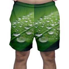 Green Water Leaf Men s Shorts by artworkshop