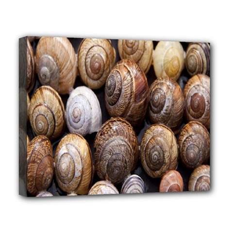 Snail Shells Pattern Arianta Arbustorum Deluxe Canvas 20  X 16  (stretched) by artworkshop