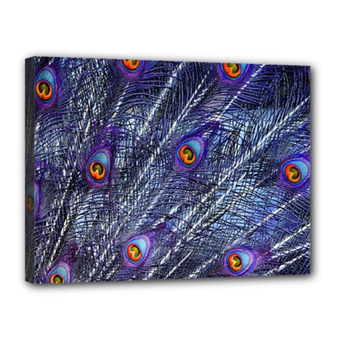 Peacock-feathers-color-plumage Blue Canvas 16  X 12  (stretched) by danenraven