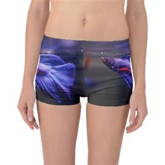 Betta Fish Photo And Wallpaper Cute Betta Fish Pictures Boyleg Bikini Bottoms by StoreofSuccess