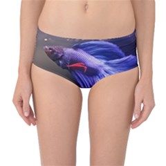 Betta Fish Photo And Wallpaper Cute Betta Fish Pictures Mid-waist Bikini Bottoms by StoreofSuccess